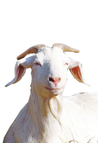 奶山羊,這種羊?yàn)楸就辽窖?，以產(chǎn)奶為主，產(chǎn)奶量高。具有“頭長(zhǎng)、頸長(zhǎng)、體長(zhǎng)、腿長(zhǎng)”的特征，俗稱(chēng)“四長(zhǎng)羊”