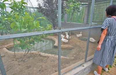 救助鳥類的大籠子里沒有鳥類，鴨子和鵝占了“鵲巢