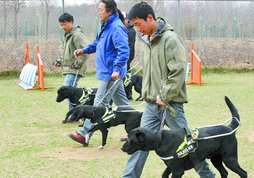 鄭州：4只導(dǎo)盲犬集訓(xùn) 將帶著盲人跑馬拉松