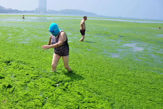 2013年7月3日，山東青島青島高溫來(lái)襲，“青島大媽”不懼滸苔，戴著“強(qiáng)盜面具”出現(xiàn)在海水浴場(chǎng)消暑降