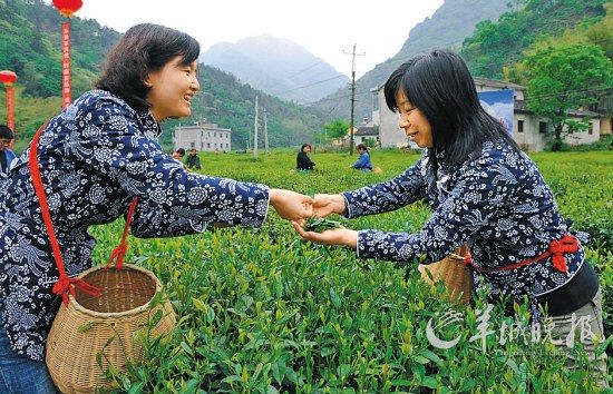 　　名茶六安瓜片原產(chǎn)地,游客身穿采茶女服裝在茶園體驗(yàn)采摘新茶的樂趣。