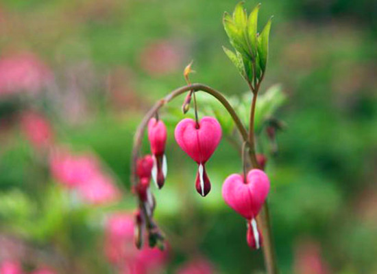 鄭州植物園內(nèi)萬(wàn)紫千紅 牡丹芍藥花爭(zhēng)奇斗艷