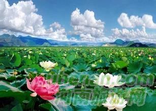 爸爸去哪兒？親密接觸荷花仙子