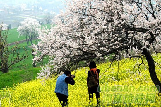 伏羲山神仙洞杏花節(jié)3月23號(hào)杏花節(jié)
