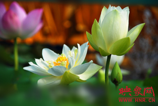 7月5日,第七屆淮陽荷花節(jié)將于7月8日正式拉開序幕。