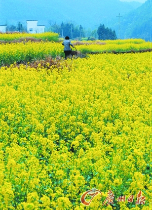 　　江嶺的油菜花已經(jīng)盛開。