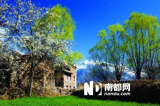 　　三月里,川西北的梨花盛放,寨子、碉樓、梨花……構(gòu)成最美的丹巴風(fēng)光。