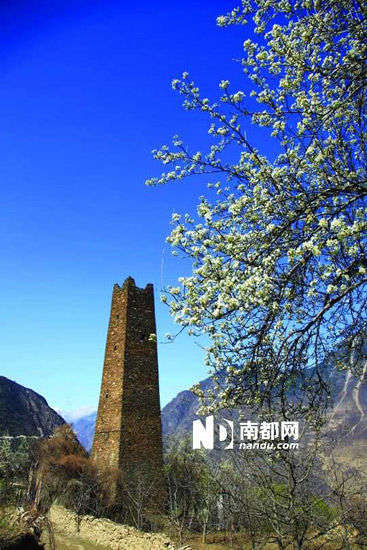 　　丹巴的碉樓與梨花互相輝映。