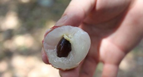 　　這就是傳說(shuō)中的瓤肉瑩白如冰雪,漿液甘酸如醴酪。大家一下就摘了半筐。