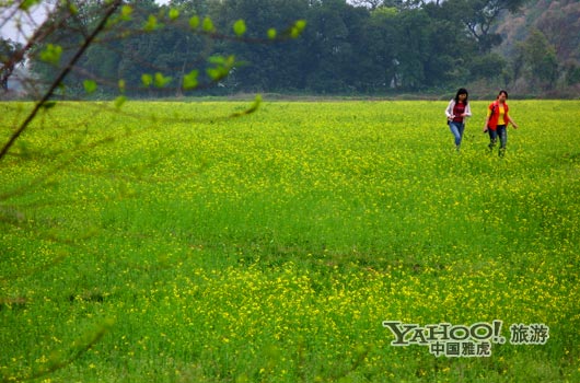 　　英德國(guó)家森林公園是廣東唯一的油菜花主題旅游景區(qū)。(圖片來(lái)源:CFP)