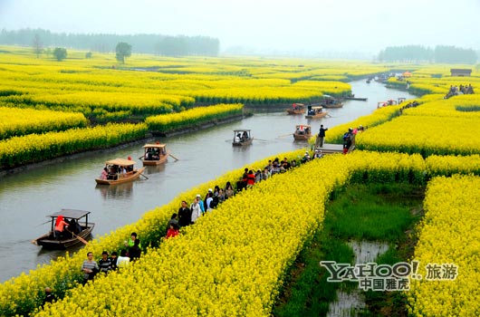 　　興化的油菜花最讓人心醉,因?yàn)闆](méi)有一個(gè)地方能把油菜花和水景結(jié)合得如此到位。(圖片來(lái)源:CFP)
