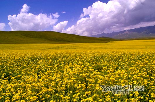 　　青海門(mén)源的油菜花景色甚為壯觀,十足的西部風(fēng)味。(圖片來(lái)源:CFP)