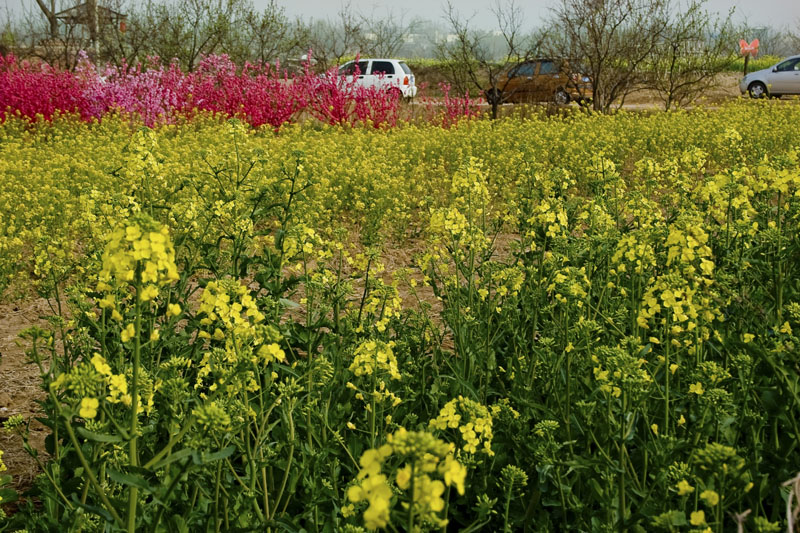 [旅游攻略]龍棲湖蝴蝶島國(guó)慶民俗嘉年華即將開幕