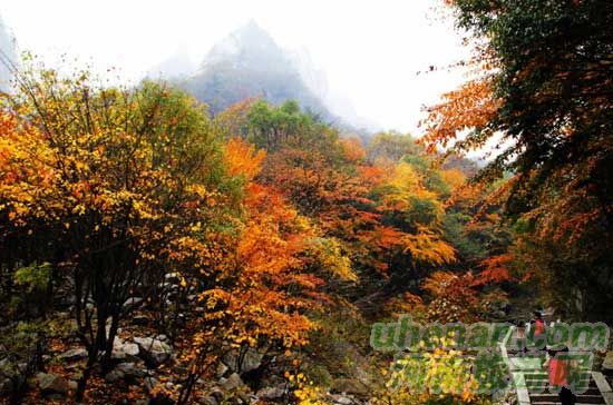 深秋去堯山賞紅葉、泡溫泉、拜大佛