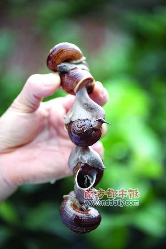 廣西的野生蝸牛追求原汁原味，做法也非常精簡(jiǎn)。