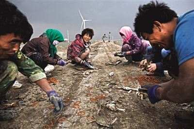 大雨將至，渤海邊的蟹池旁，蟹農(nóng)們不慌不忙地收綁梭子蟹。