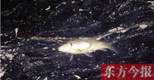 五月九日，鄭州帝湖，漂在黑色的湖面上的死魚