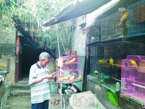 郭家大院的看護(hù)人郭天育老人在給鸚鵡喂食，對(duì)大院，他很不舍。