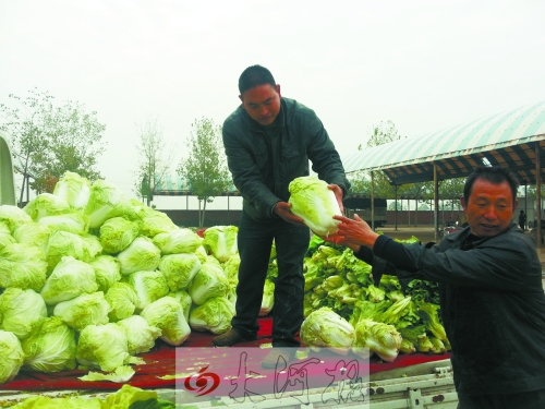 白菜進入大量上市期,但價格卻不便宜。