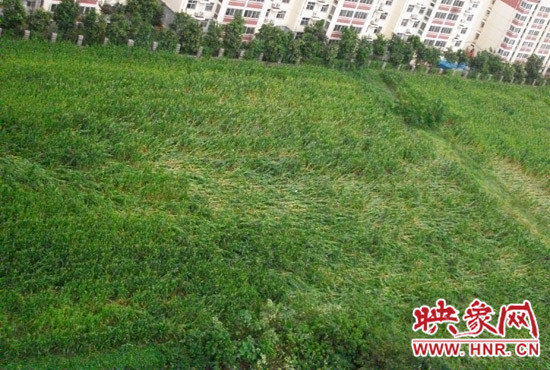 據(jù)映象網(wǎng)網(wǎng)友趙冠召反映，8月7日下午鄭州高新技術(shù)開發(fā)區(qū)突降暴雨冰雹，致使附近農(nóng)田近三分之一玉米倒伏
