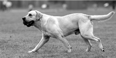 養(yǎng)犬限高35厘米一旦實(shí)施，拉布拉多、金毛等大型犬將被禁養(yǎng)。