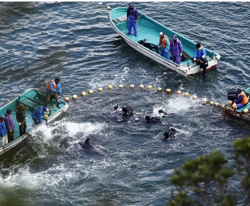 圖為當(dāng)?shù)貪O民正在把海豚趕入屠殺圈內(nèi)。
