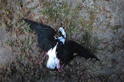 死去的鳥兒達(dá)到200多只，還有鳥兒在湖邊淤泥中掙扎著。