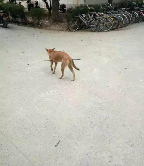 華科大校園內(nèi)，一條流浪狗腹部被箭射穿，地上留著斑斑血跡。
