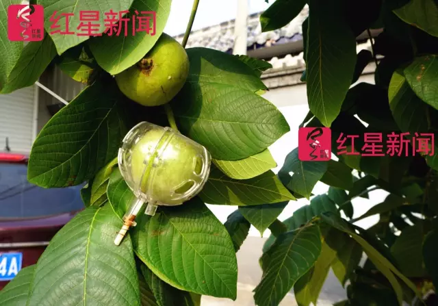 文玩核桃遇冷由幾萬一對降到5元沒人要？商戶否認
