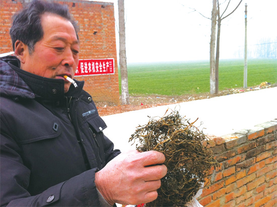 邢瑞亭向記者展示晾曬后的水芹菜，如今這種野菜也成為農(nóng)民餐桌上的香餑餑