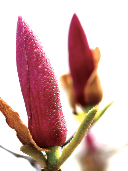 在鄭州，玉蘭才是春的使者