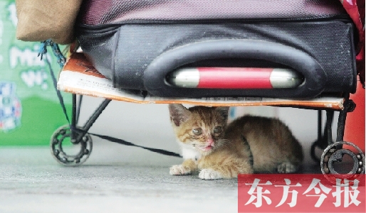 昨日，鄭州火車(chē)站廣場(chǎng)。一只小貓鉆到了行李下躲避烈日