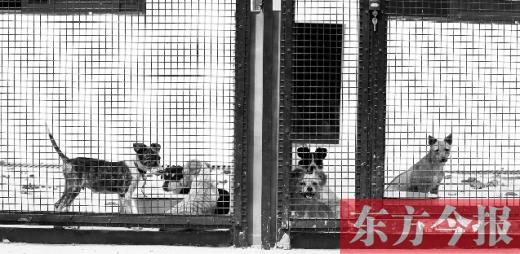 被主人遺棄的小狗暫時寄居在鄭州市犬只收容中心內(nèi)，如果沒有人來認領(lǐng)，他們將被處以安樂死