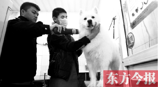 昨天，鄭州城管首次進(jìn)寵物店清查無證犬只