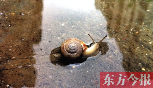 堵車俺不怕，就怕發(fā)大水，這不，一大早蹚水過街，現(xiàn)在已經(jīng)是下午了，俺還在馬路中間呢