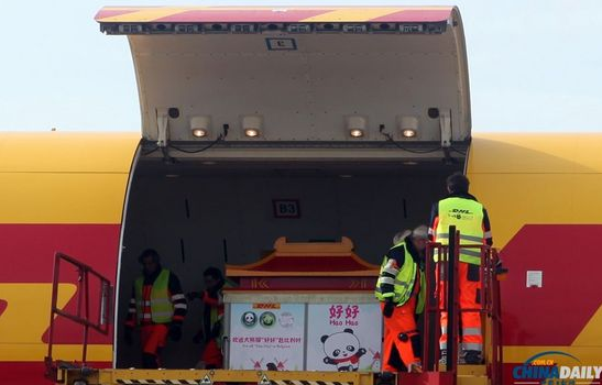 大熊貓“好好”抵達布魯薩爾國際機場。記者 付敬 攝