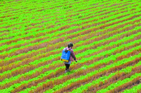 6月28日，內(nèi)黃縣東莊鎮(zhèn)馬固村農(nóng)民在花生地里噴施農(nóng)藥。