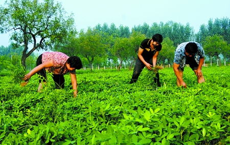 7月16日，內(nèi)黃縣后河鎮(zhèn)余莊村村民在花生地里除草。