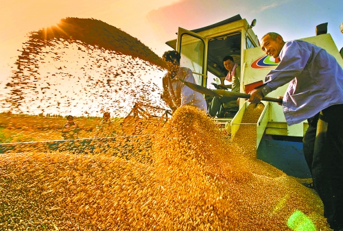 根據(jù)國(guó)家統(tǒng)計(jì)局核定結(jié)果，我省2012年糧食總產(chǎn)量達(dá)到1127.72億斤，成為第9個(gè)連續(xù)增產(chǎn)年份。