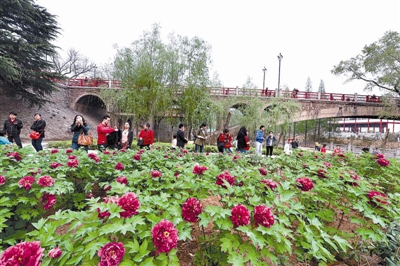 在王城公園橋北新開(kāi)辟的甘棠洲牡丹觀賞區(qū)內(nèi)，霓虹煥彩、晨紅等品種牡丹盛開(kāi)，給來(lái)自海內(nèi)外的賞花游客帶來(lái)驚