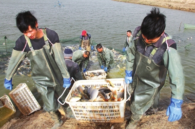 3月18日，漁民在溫縣黃河鯉魚生態(tài)養(yǎng)殖基地捕魚，近日，溫縣3000畝黃河鯉魚生態(tài)養(yǎng)殖基地的頭茬魚開始