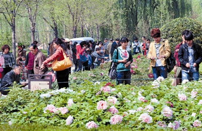  清明小長(zhǎng)假期間，隋唐城遺址植物園內(nèi)游人如織