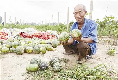 種的是“三白瓜”，長出來的瓜非常雜，其中最多的是本地甜面瓜，俗稱“一窩猴”