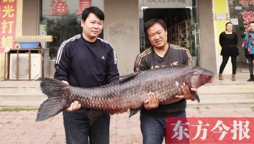 周口市民在信陽(yáng)釣到80多斤重青魚(yú)