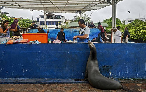 海獅變魚攤常客 排隊“購買”金槍魚