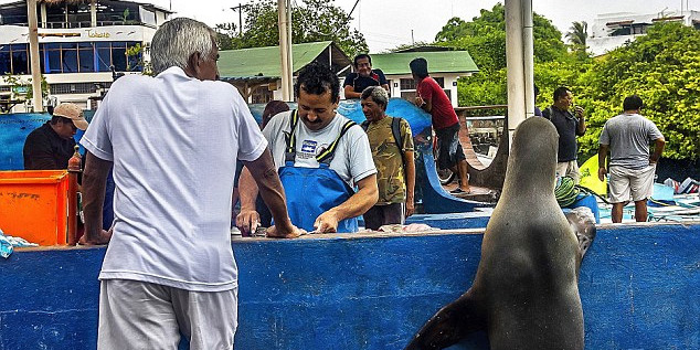 海獅變魚攤?？?排隊“購買”金槍魚
