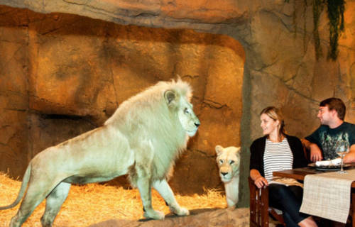 澳洲動(dòng)物園中開(kāi)旅館 親密接觸野生動(dòng)物