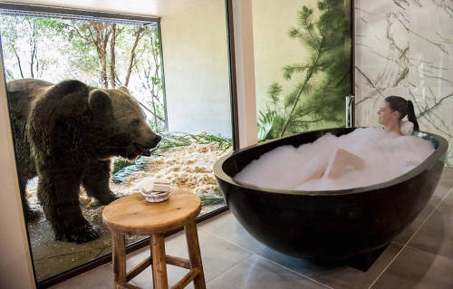澳洲動(dòng)物園中開(kāi)旅館 親密接觸野生動(dòng)物