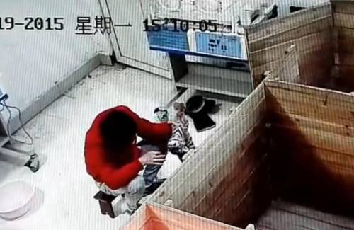 動(dòng)物園飼養(yǎng)員被曝虐待新生華南虎
