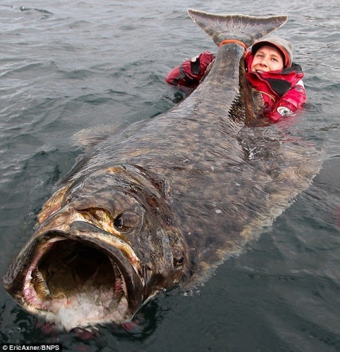 瑞典男子捕獲巨型比目魚(yú)
